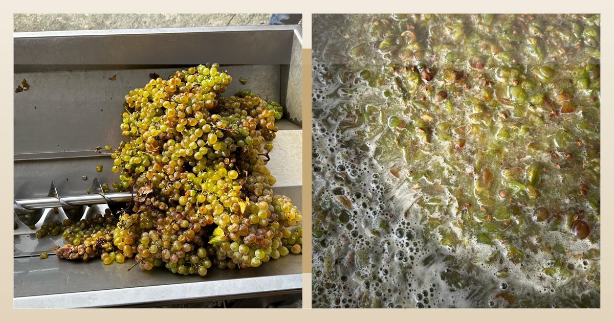 Amber wine in Georgia made with skin-contact white grapes