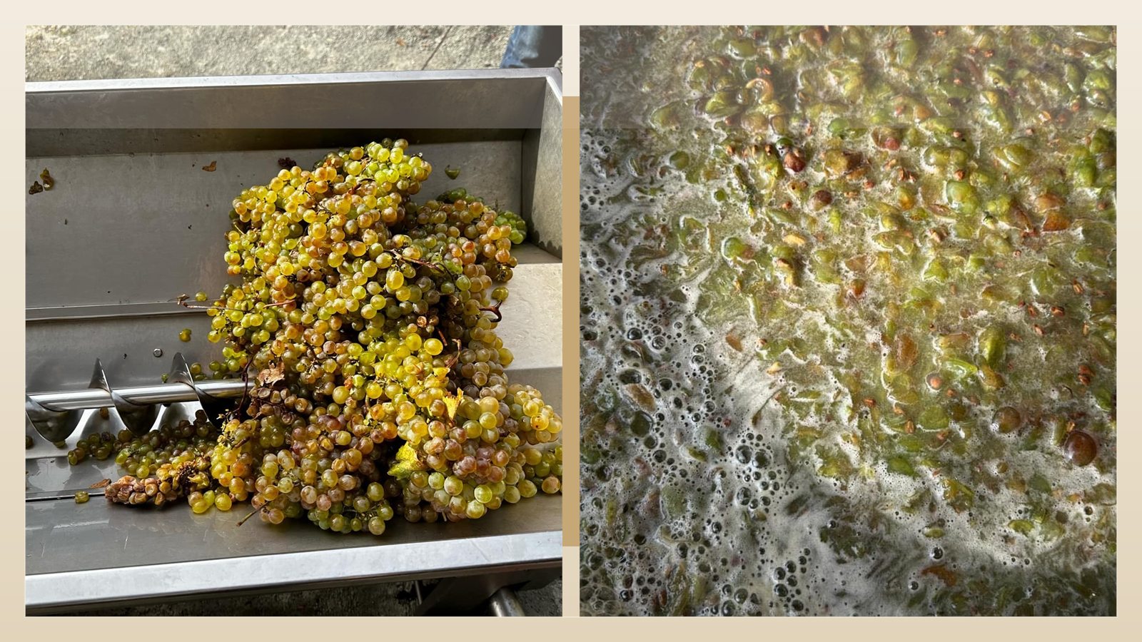 White grapes beside fermenting grape skins showing how amber wine is made