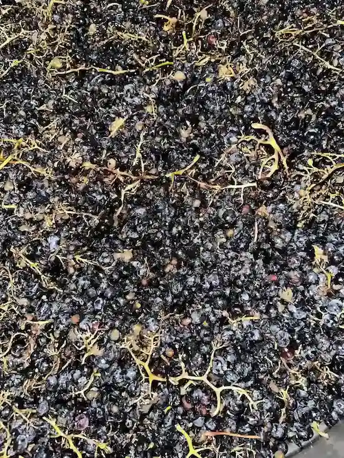 Crushed grapes for skin contact