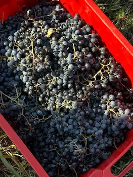 Freshly harvested red grapes
