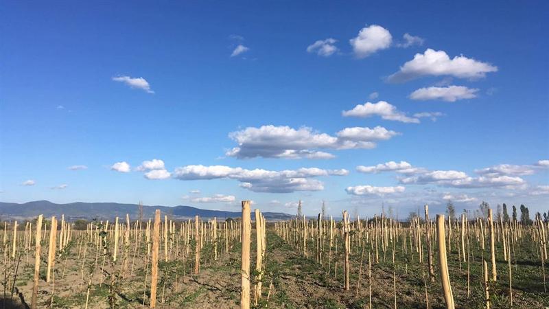 Young vineyard rows under a bright sky in Kakheti