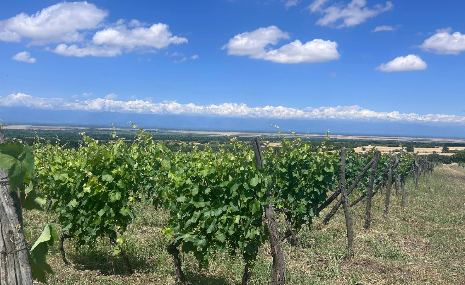 Grapes growing in the ROKA NATURALS vineyard in Kakheti