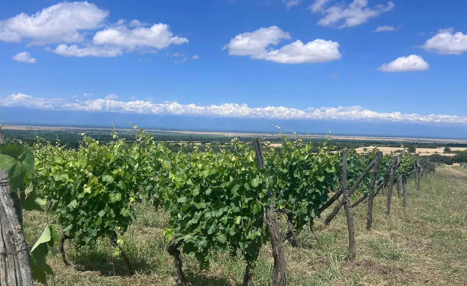 Grapes growing in the ROKA NATURALS vineyard in Kakheti