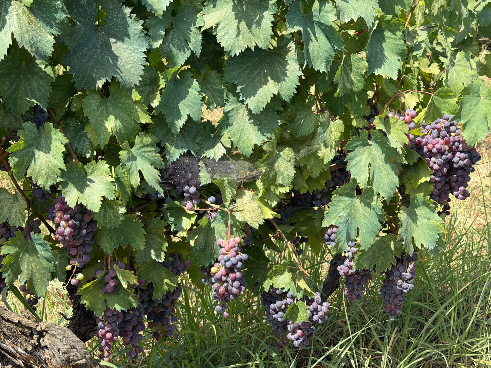 Vineyard grapes at ROKA NATURALS in Kakheti